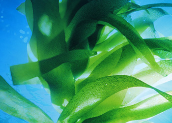 ing chlorophyta