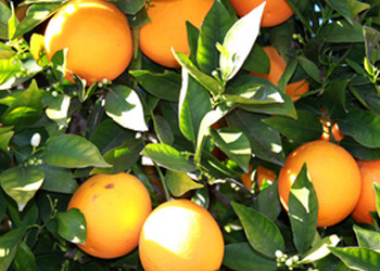 ing citrus